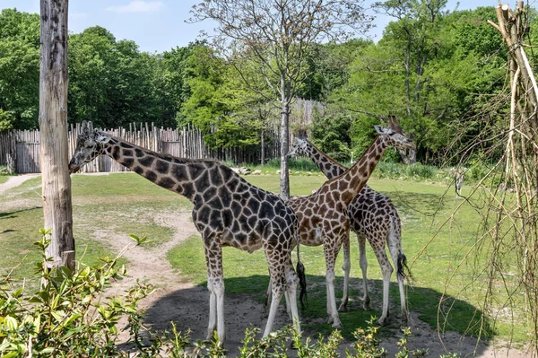 Three giraffe in the shade of the trees — Stock Photo, Image