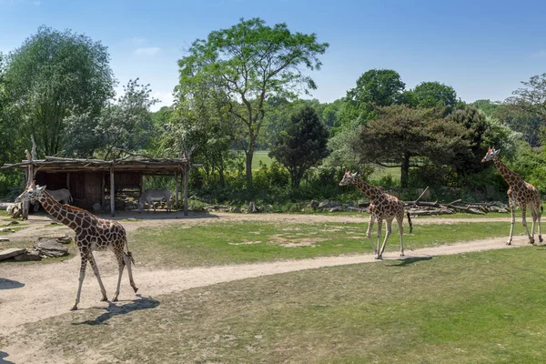 Three giraffe walking — Stock Photo, Image