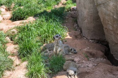 Nöbetçi meerkat koruyor