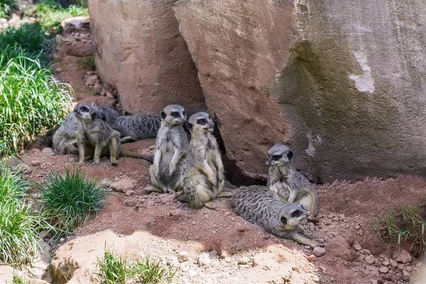 De familie van stokstaartjes eerst ontspannen — Stockfoto