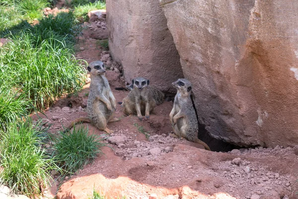 Tři stojící surikaty — Stock fotografie