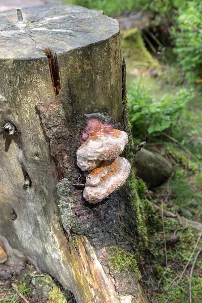 Fungo di esca su un ceppo di albero — Foto Stock