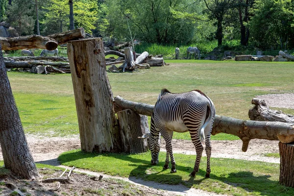 Zebra grazing in the meadow — Stock Photo, Image