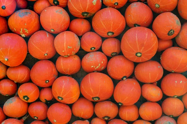 Récolte de mini citrouilles — Photo