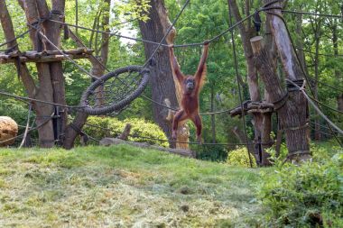 Kızıl saçlı orangutan oynanır