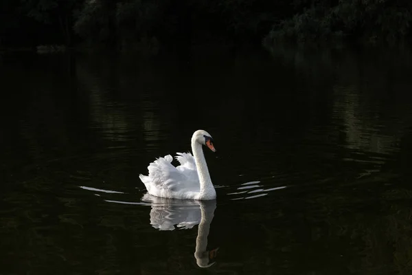 Cygne blanc sur l'eau sombre — Photo