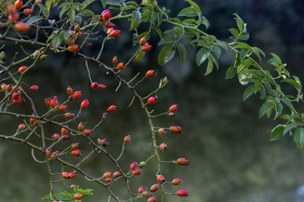 Yabani gül çalılar — Stok fotoğraf