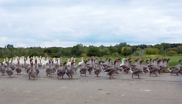 Flock of geese on the road — Stock Photo, Image