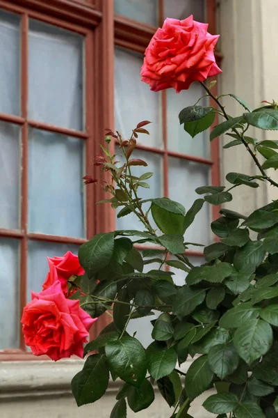 Rosas cerca de la ventana — Foto de Stock