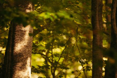 İtalya, Abruzzo 'da bir orman.