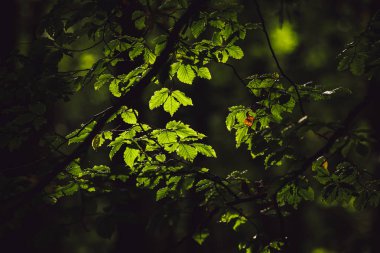 İtalya, Abruzzo 'da bir orman.