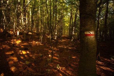 İtalya, Abruzzo 'da bir orman.