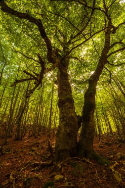 İtalya, Abruzzo 'da bir orman.