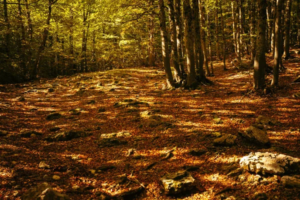 Una foresta in Abruzzo, Italia — Foto Stock