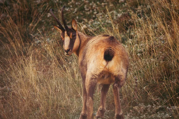 Wild chamois in Abruzzo, Apennines, Italy — Stock Photo, Image