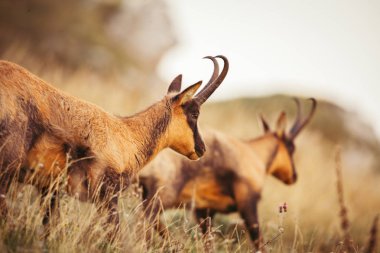 Abruzzo, Apennines, İtalya 'da yabani güveci