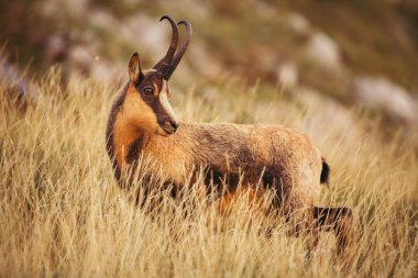Abruzzo, Apennines, İtalya 'da yabani güveci