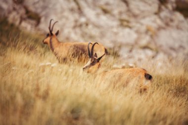 Abruzzo, Apennines, İtalya 'da yabani güveci
