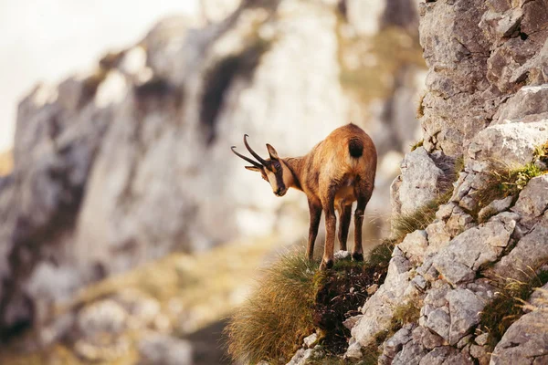 Wilde Gämsen in den Abruzzen, Apenninen, Italien — Stockfoto