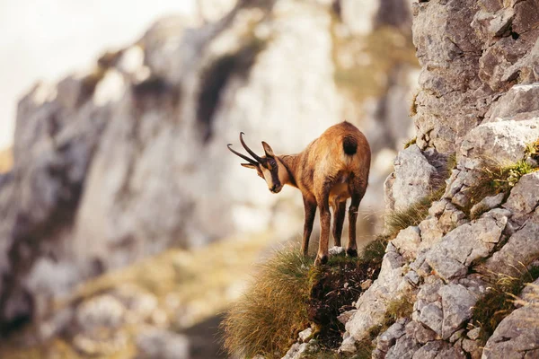 Άγρια σαμουά στο Abruzzo, Apennines, Ιταλία — Φωτογραφία Αρχείου