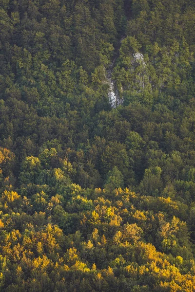 Ein Wald in den Abruzzen, Italien — Stockfoto