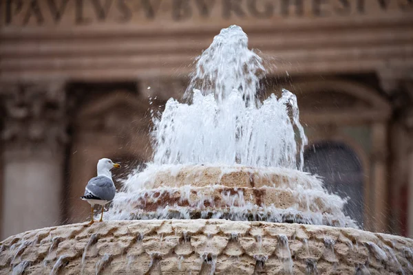 Чайка над Фонтаном площади Святого Петра, Рим, Италия — стоковое фото