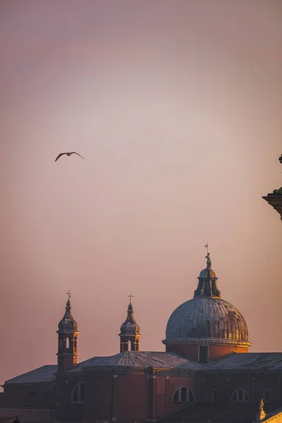 Oiseau Survole Église Venise Italie — Photo
