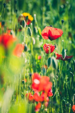 Bahar mevsiminde güzel bir çayırda gelincikler