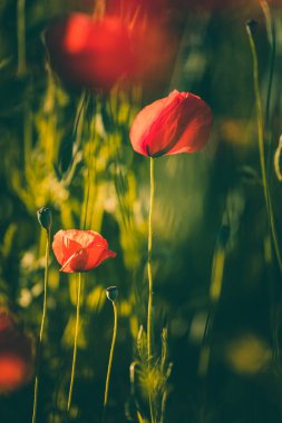 Bahar mevsiminde güzel bir çayırda gelincikler