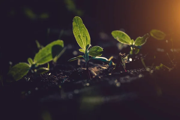 Kleine Zaailingen Groeien Nieuw Gecultiveerde Grond — Stockfoto