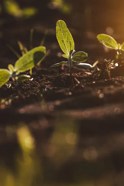 Small Seedlings Grow Newly Cultivated Soil — Stock Photo, Image