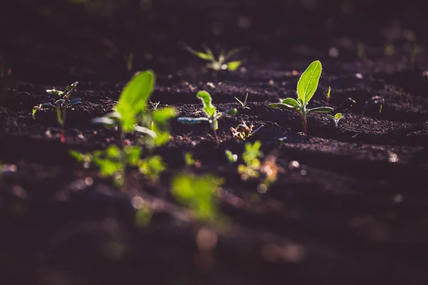 Piccole Piantine Crescono Nel Terreno Appena Coltivato — Foto Stock