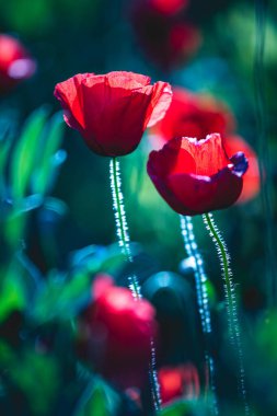 Bahar mevsiminde güzel bir çayırda gelincikler