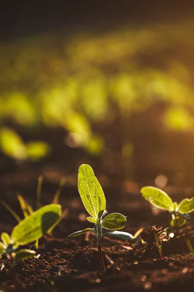 Kleine Zaailingen Groeien Nieuw Gecultiveerde Grond — Stockfoto