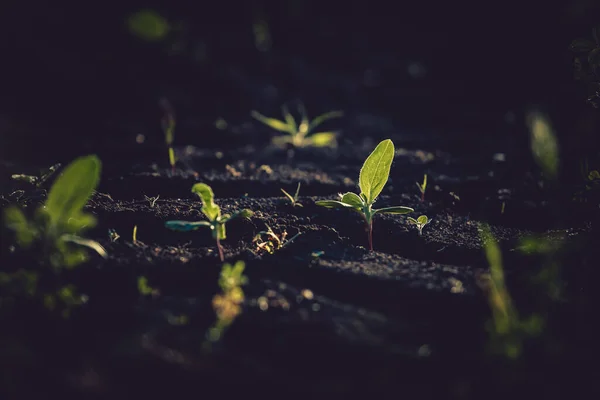 Petits Semis Poussent Dans Sol Nouvellement Cultivé — Photo