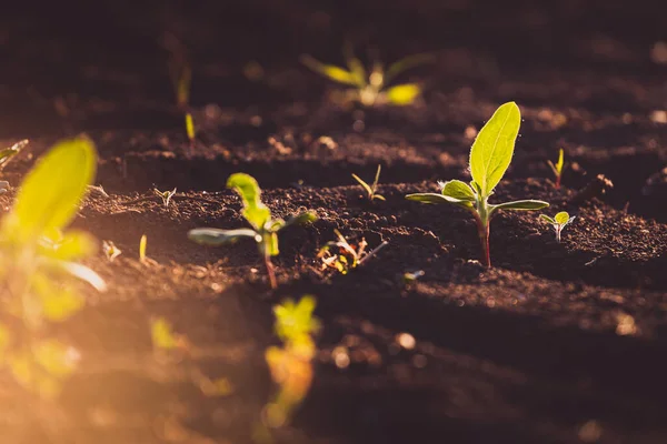 Pequeñas Plántulas Crecen Suelo Recién Cultivado —  Fotos de Stock