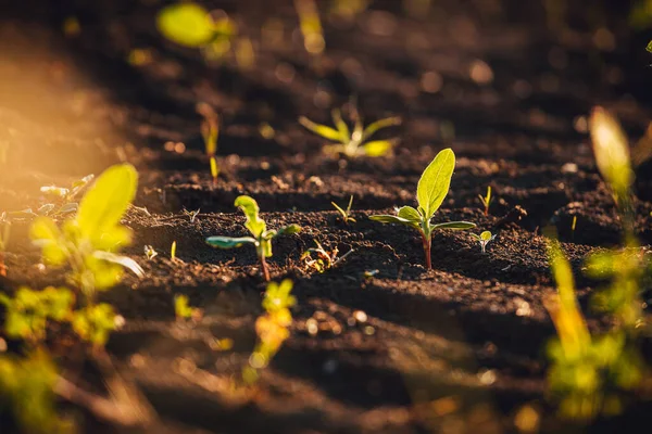 Kleine Zaailingen Groeien Nieuw Gecultiveerde Grond — Stockfoto