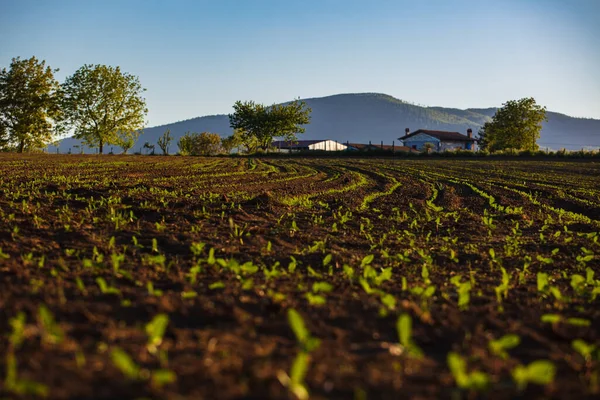 Pequenas Mudas Crescem Solo Recém Cultivado — Fotografia de Stock