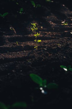 Yeni ekilmiş toprakta küçük fideler yetişiyor.