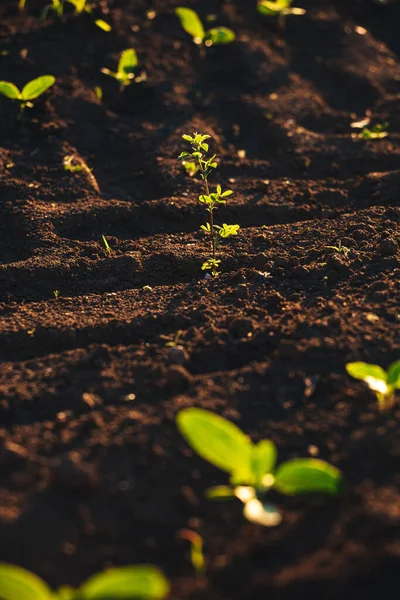 Small Seedlings Grow Newly Cultivated Soil — Stock Photo, Image