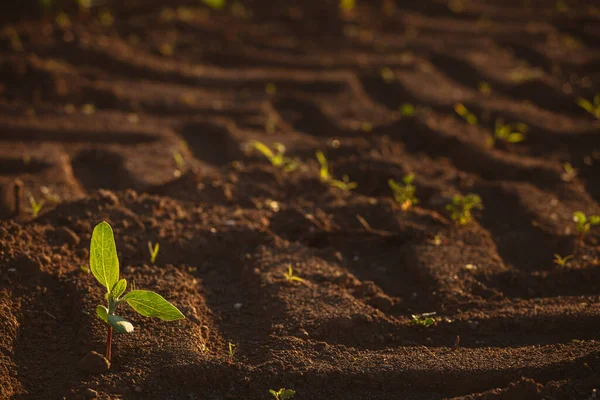 Pequenas Mudas Crescem Solo Recém Cultivado — Fotografia de Stock