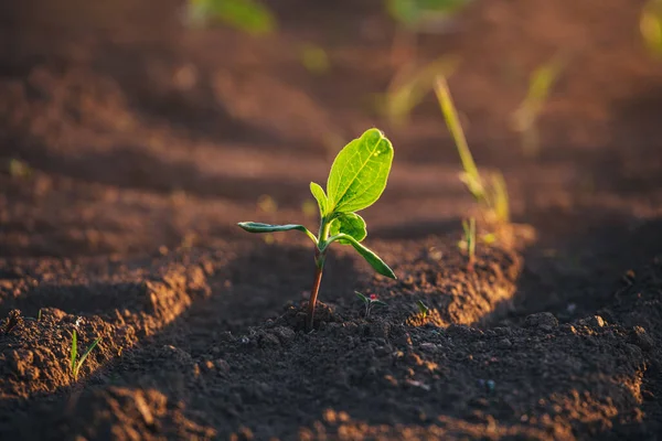 Pequeñas Plántulas Crecen Suelo Recién Cultivado — Foto de Stock