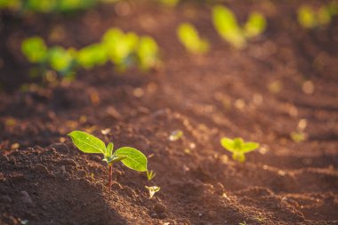 Yeni ekilmiş toprakta küçük fideler yetişiyor.