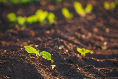 Yeni ekilmiş toprakta küçük fideler yetişiyor.