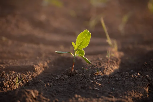 Kleine Zaailingen Groeien Nieuw Gecultiveerde Grond — Stockfoto