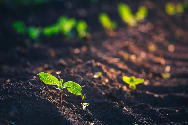 Pequenas Mudas Crescem Solo Recém Cultivado — Fotografia de Stock