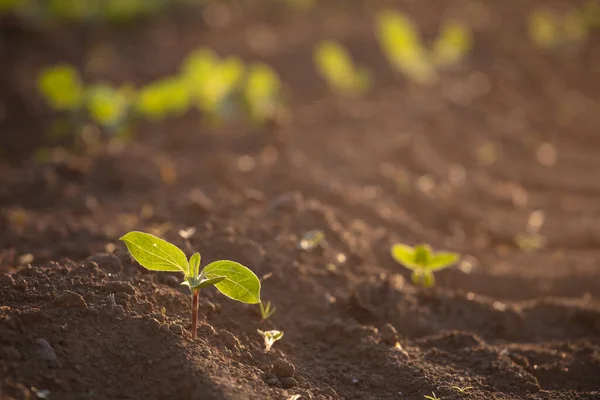 Pequenas Mudas Crescem Solo Recém Cultivado — Fotografia de Stock