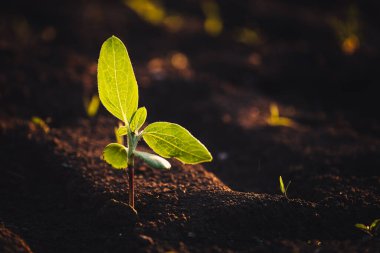 Yeni ekilmiş toprakta küçük fideler yetişiyor.