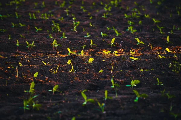 Pequenas Mudas Crescem Solo Recém Cultivado — Fotografia de Stock