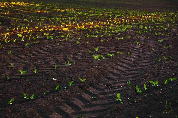 Pequenas Mudas Crescem Solo Recém Cultivado — Fotografia de Stock